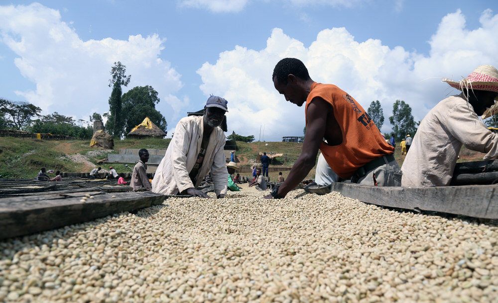 U Etiopiji 15 miliona farmera proizvodi 290.000 tona kafe godišnje što tu afričku zemlju čini petim proizvođačem kafe u svijetu odmah nakon Brazila, Vijetnama, Kolumbije i Indonezije. ( Minasse Wondimu Hailu - Anadolu Agency )