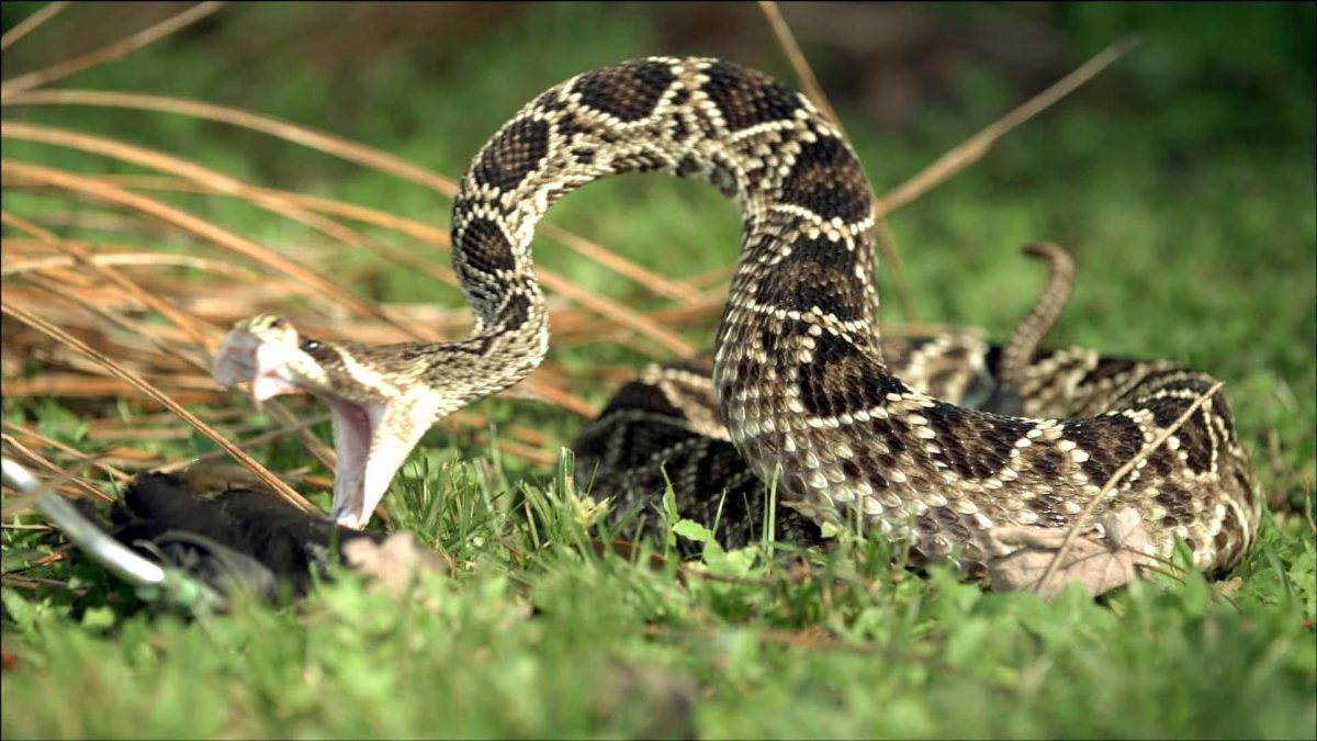 A rattlesnake striking in the grass.