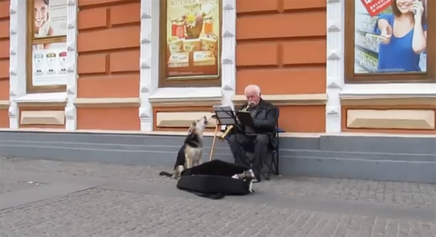 Napušteni pas pomaže uličnom sviraču da nešto zaradi #video, Life.ba