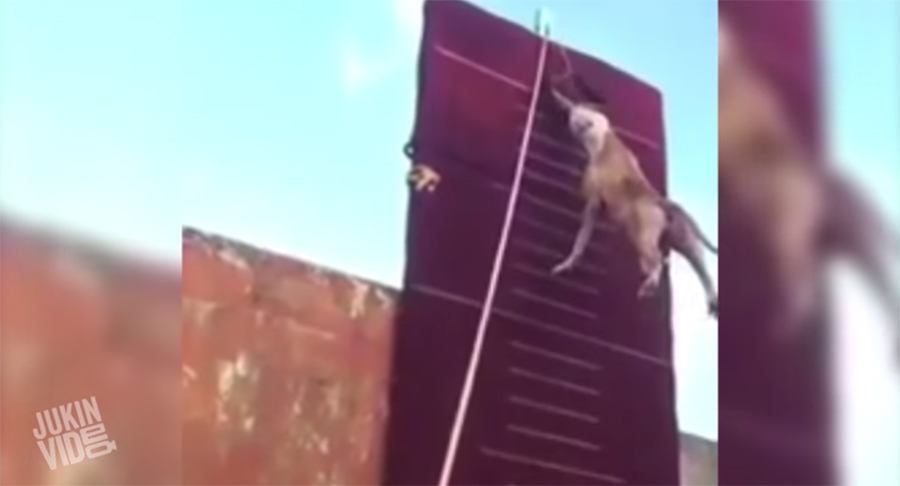 Koliko visoko skače Pit Bull [video], Life.ba