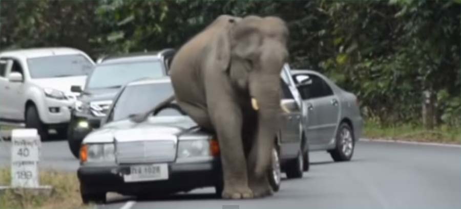 Slon koji je volio automobile i ostale stvari koje su morale na internet [video], Life.ba