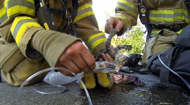 Kako je vatrogasac spasio mače (VIDEO), Life.ba