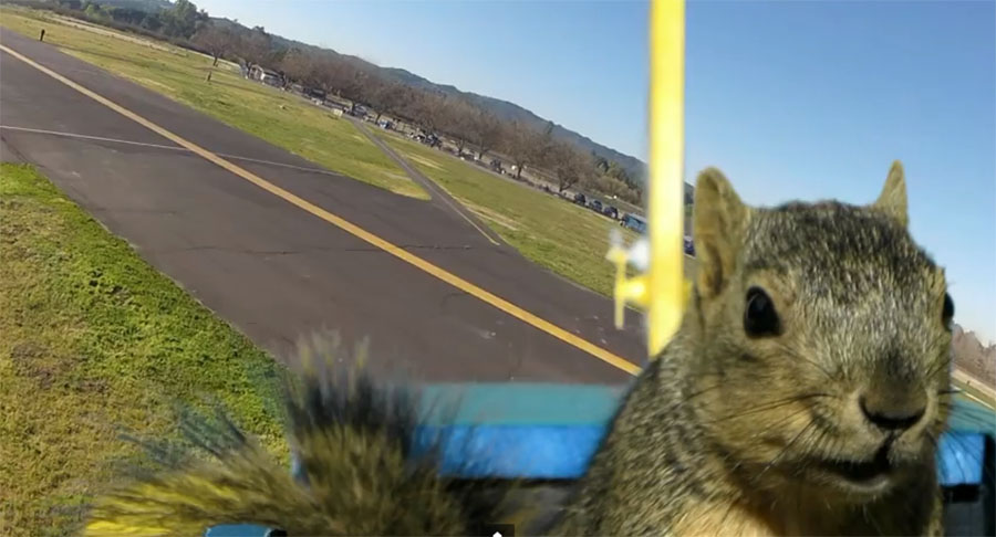 Priča o vjeverici koja je ukrala avion #video, Life.ba