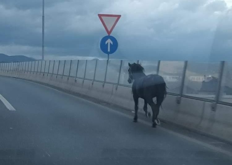 (VIDEO) Nesvakidašnji prizor: Konj se &#8220;uključio&#8221; na brzu cestu, Life.ba