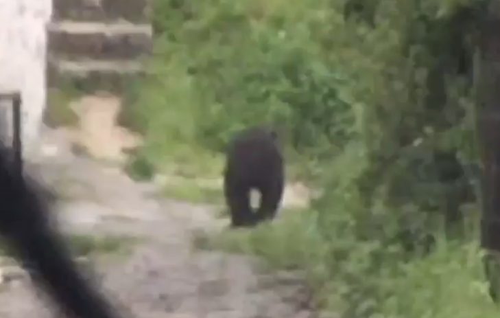 (VIDEO) Medvjed hoda ulicama Vratnika, stanovnici uznemireni, Life.ba