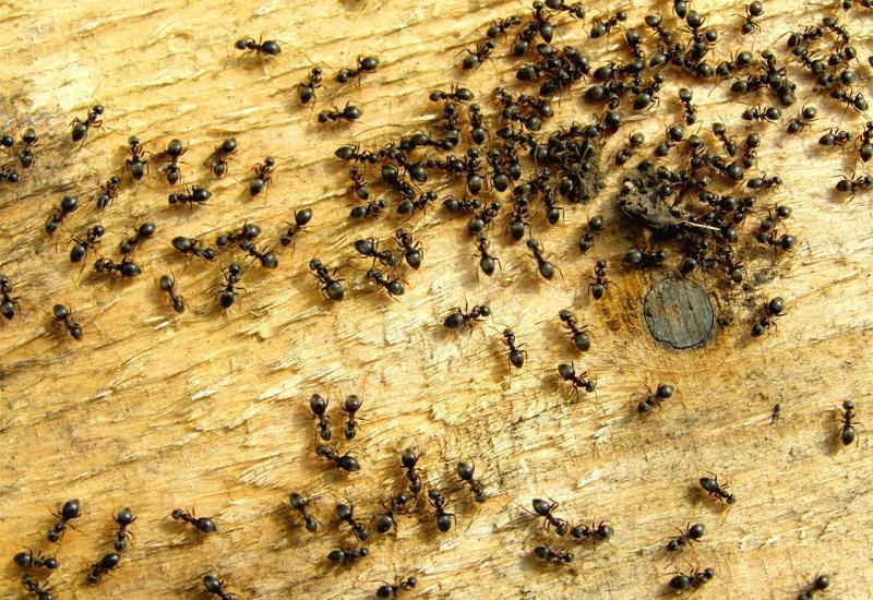 Kako se riješiti mrava u vašoj kući?, Life.ba